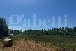 Terreno Agricolo Baia e Latina