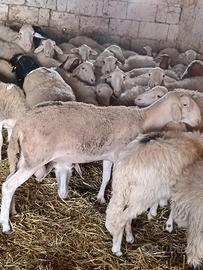 Montone lacaune 