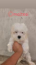 Maltesi