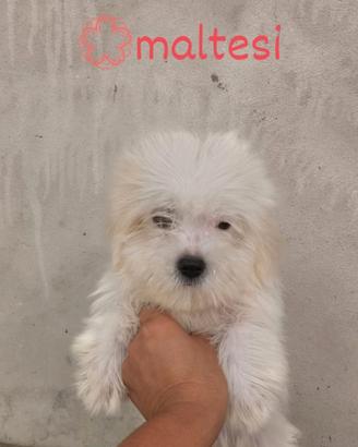 Maltesi