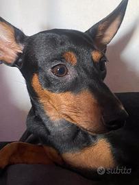 Prenotasi Pinscher