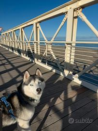 Husky di due anni