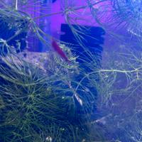 Neocaridine Red Fire