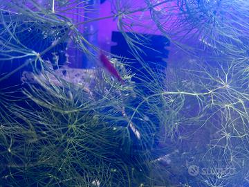 Neocaridine Red Fire