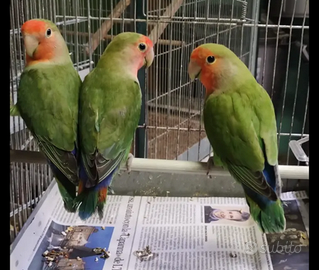 Inseparabile roseicollins maschio