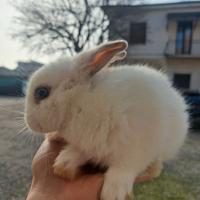 Coniglio testa di leone nano