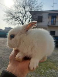 Coniglio testa di leone nano