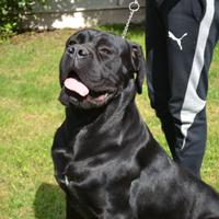 Cane corso cuccioli