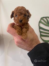 Cuccioli barboncino toy red