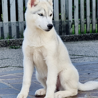 Cucciole siberian husky