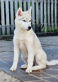 Cucciole siberian husky