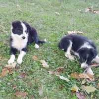 Cuccioli di border collie