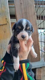 Cuccioli di pastore australiano