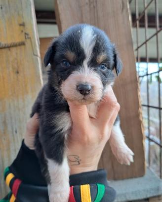 Cuccioli di pastore australiano