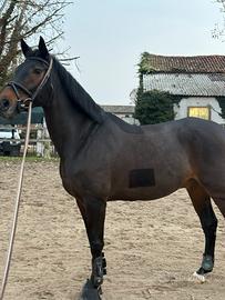 Cavallo sella francese