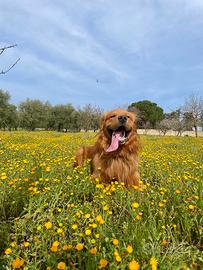 Monta golden retriever