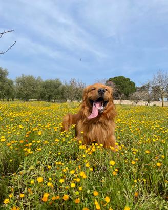 Monta golden retriever