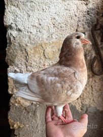 Piccione