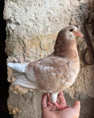Piccione