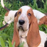 Cuccioli bassethound