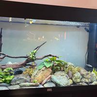 Acquario juwel rio 180