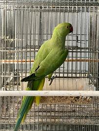 Parrocchetto dal collare