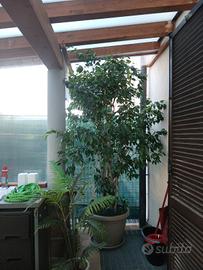 Ficus Benjamin