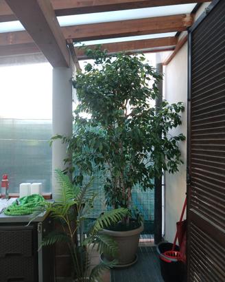 Ficus Benjamin