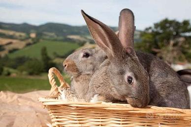 Coniglio da allevamento