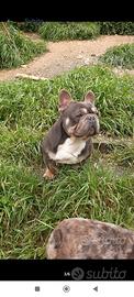 Bulldog francese
