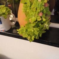 Composizione piante grasse vere