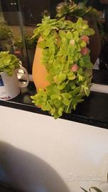 Composizione piante grasse vere