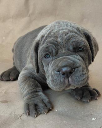 Mastino napoletano