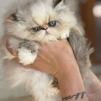 Gatto persiano