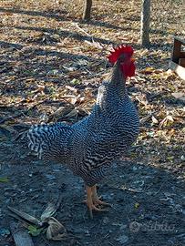 Gallo razza Amrock