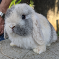Conigli nani cuccioli MINILOP tenerissimi