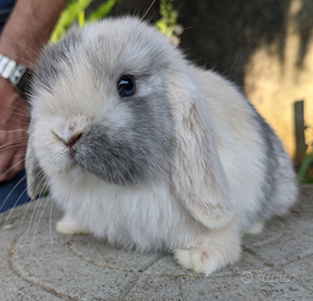 Conigli nani cuccioli MINILOP tenerissimi