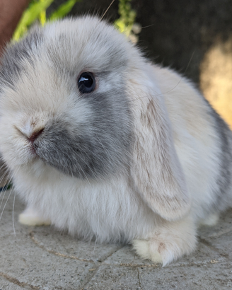 Conigli nani cuccioli MINILOP tenerissimi