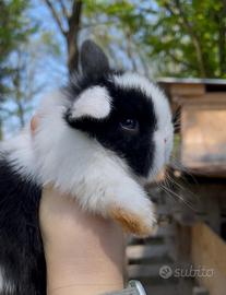 Conigli nani MINILOP puri