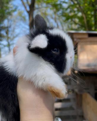 Conigli nani MINILOP puri