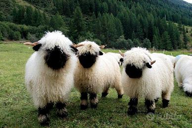 Pecore del vallese