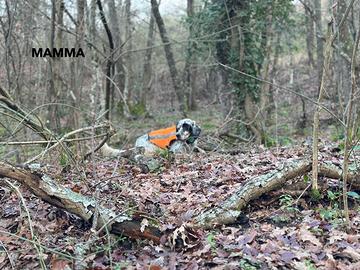 Setter inglesi specialisti a beccacce