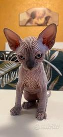 Gattini Sphynx con pedigree disponibili