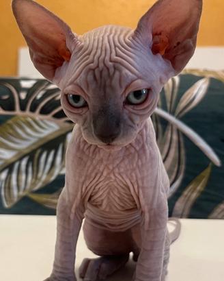 Gattini Sphynx con pedigree disponibili