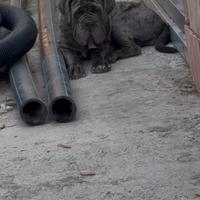 Mastino napoletano