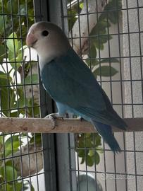 Inseparabile maschio blu