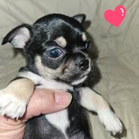 Chihuahua cucciola toy f4