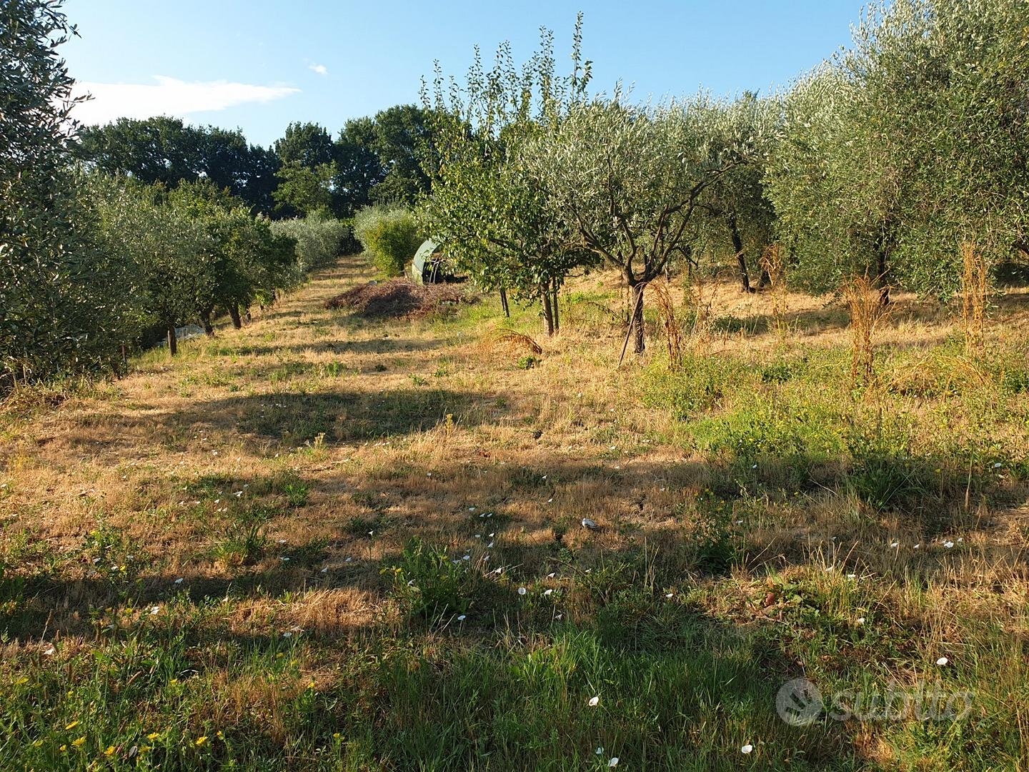 Terreno agricolo zona Bellosguardo le Selve - Vista 4