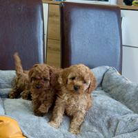 Barboncino albicocca o red cuccioli