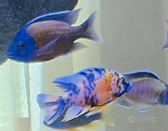ciclidi Malawi acquario pesci